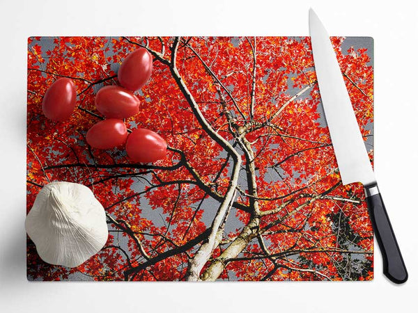 Red Tree Giant Glass Chopping Board