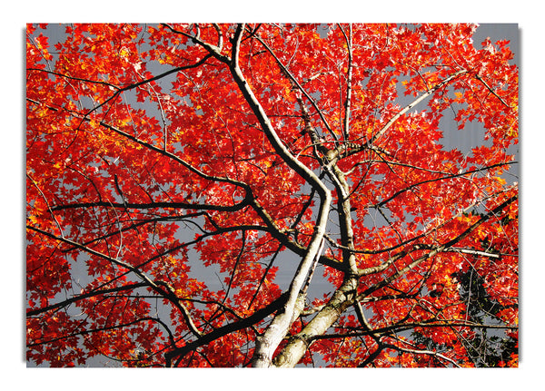 Red Tree Giant