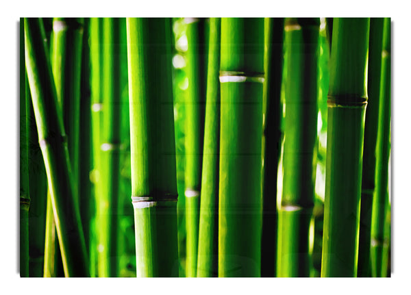 Green Bamboo 2