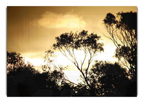 Golden Light Treetops