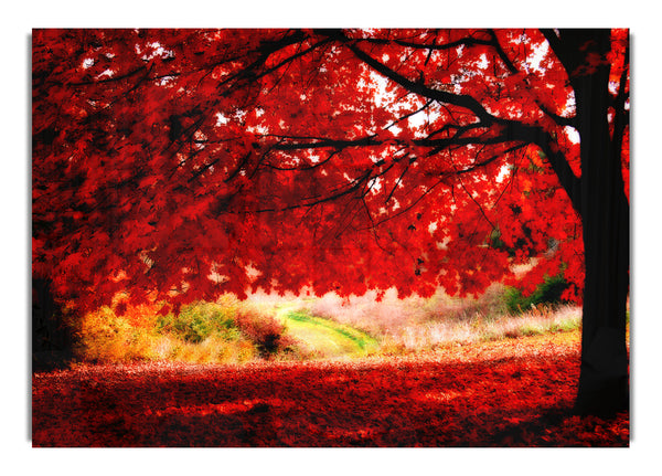 Red Autumn Tree