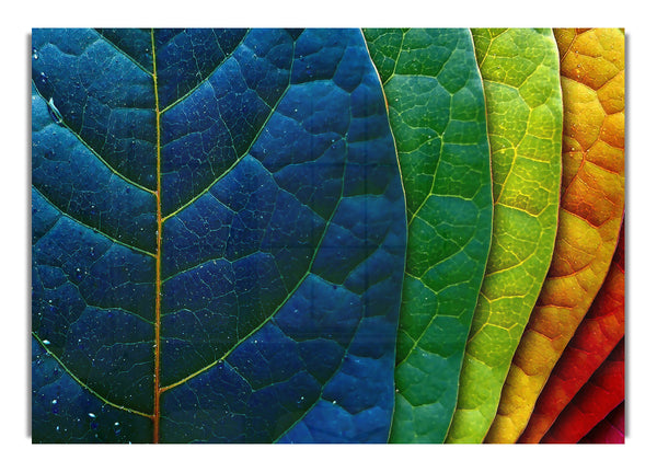 Colorful Leaves