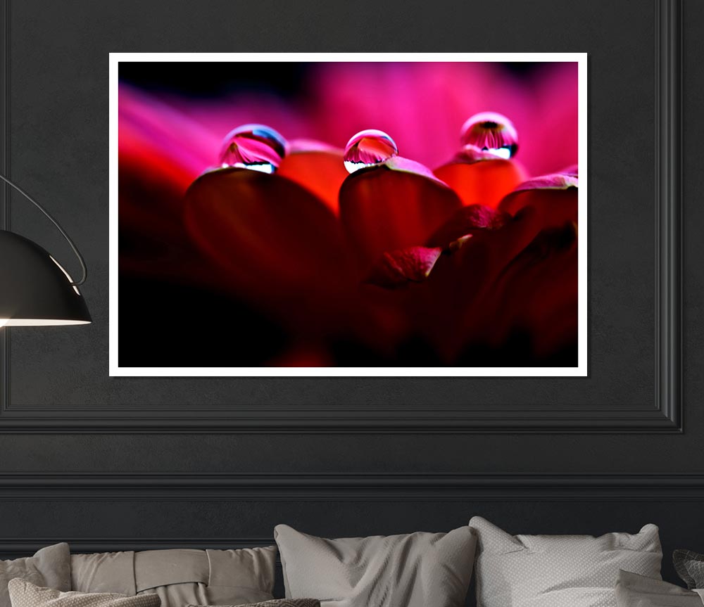 Dew On Petals Macro Print Poster Wall Art