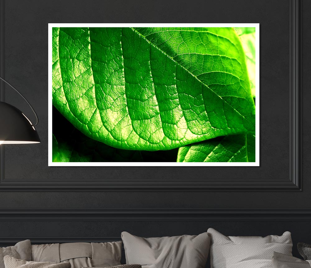 Veins Of A Leaf Print Poster Wall Art