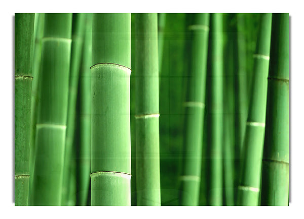 Green Bamboo