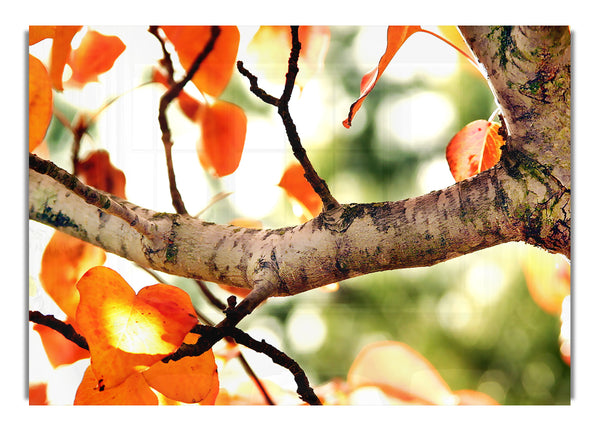 Herbstbaum