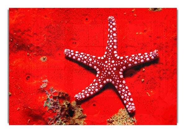 Red Starfish