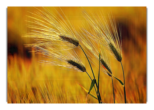 Wheat In The Golden Sunlight