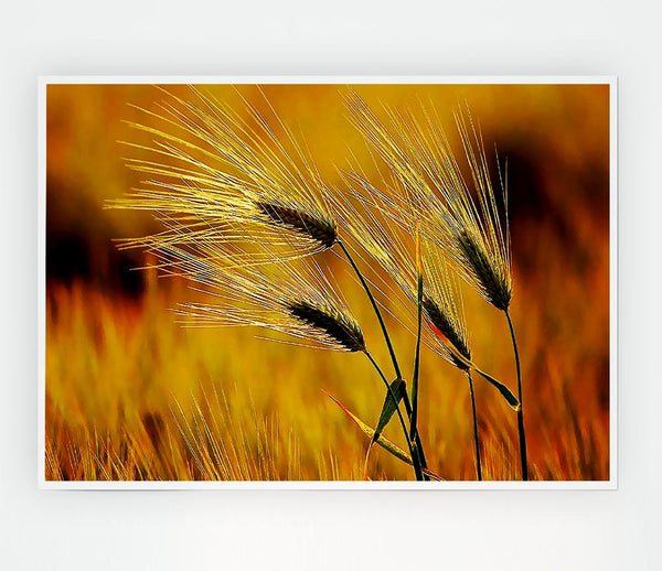 Wheat In The Golden Sunlight Print Poster Wall Art