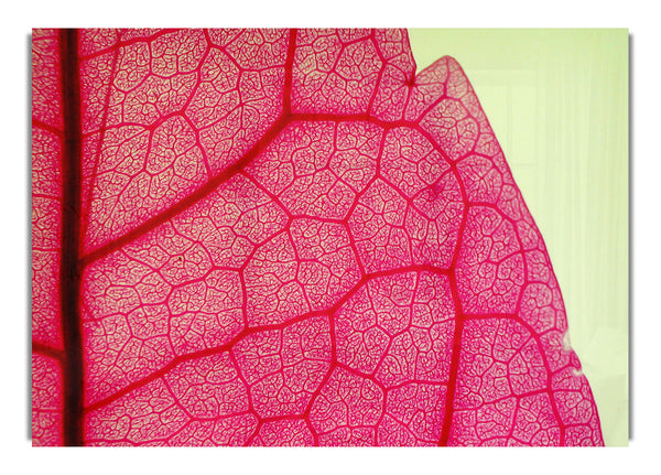 Pink Leave Beauty