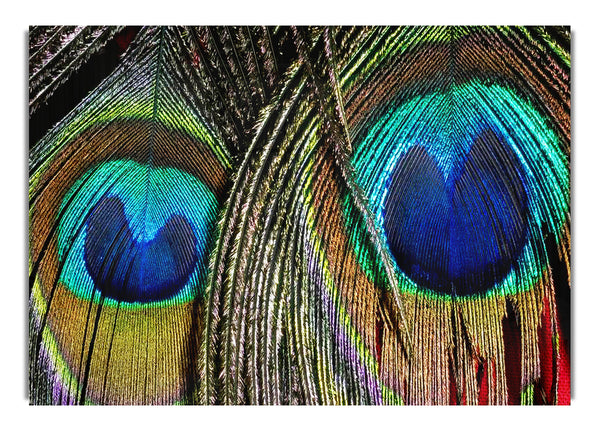 Peacock Feather Duo