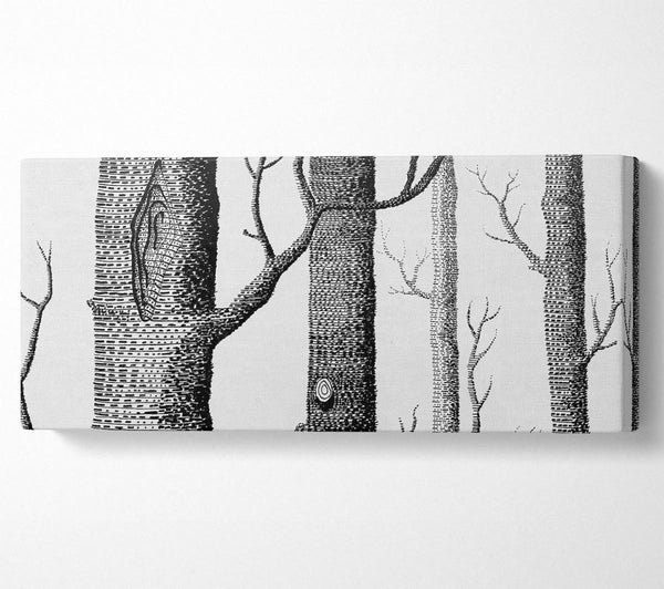 Black And White Tree Trunks