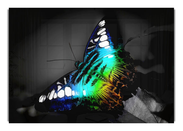 Psychodelic  Butterfly 1