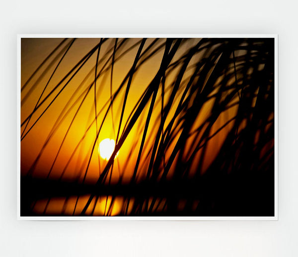 Golden Sun Through The Reeds Print Poster Wall Art