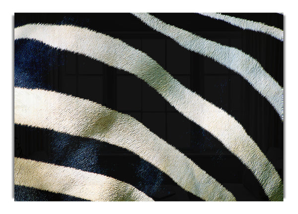 Zebra Stripes 3