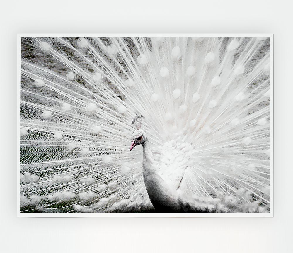 White Peacock Print Poster Wall Art