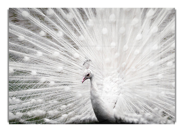 White Peacock