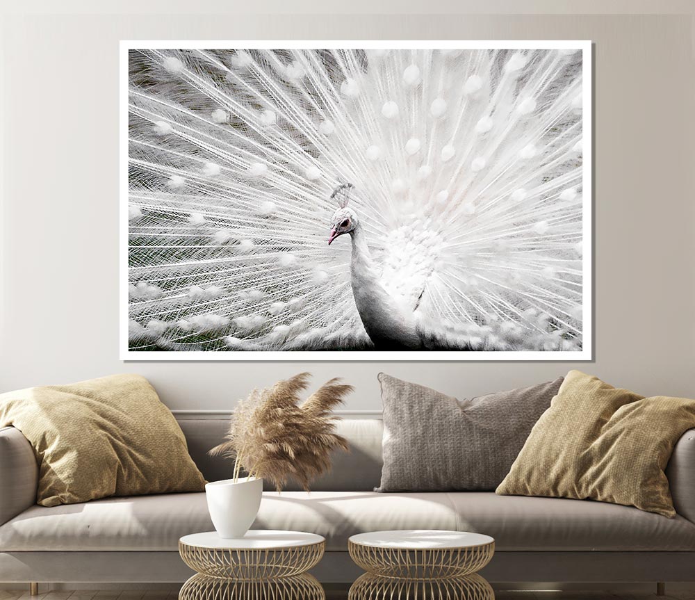 White Peacock Print Poster Wall Art