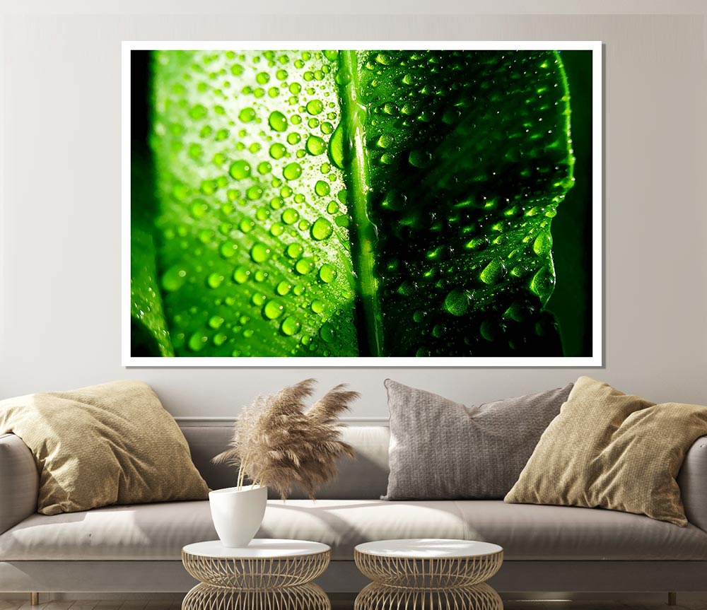 Green Leaf Dew Drop Print Poster Wall Art