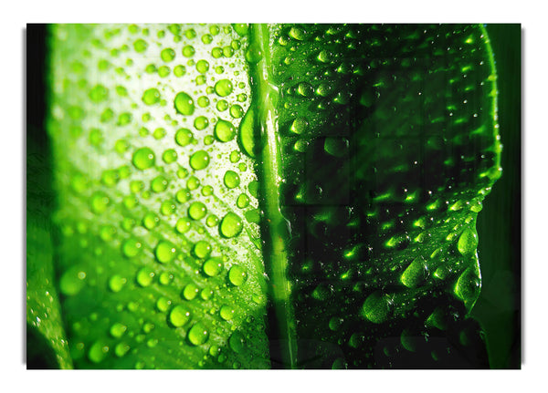 Green Leaf Dew Drop