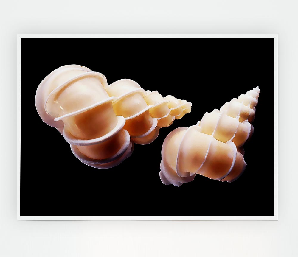 Beautiful Shell Duo Print Poster Wall Art