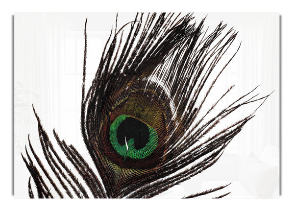 Peacock Eye Feather