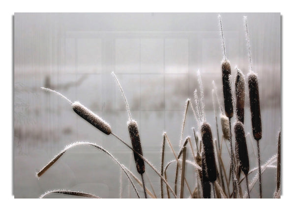 Frosted Cattails