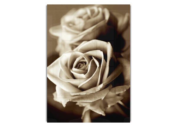 Sunning Sepia Roses