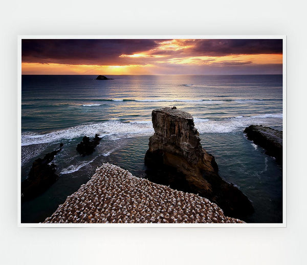 Gannet Colony Print Poster Wall Art