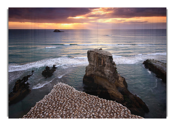 Gannet Colony