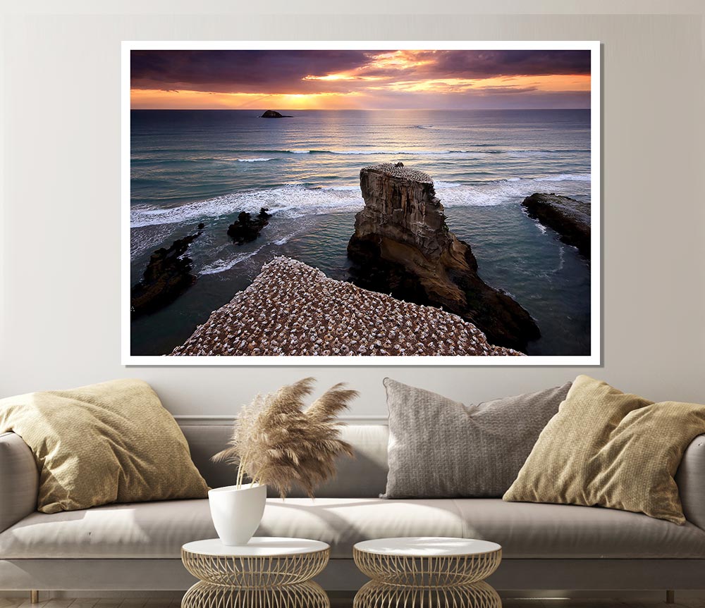 Gannet Colony Print Poster Wall Art