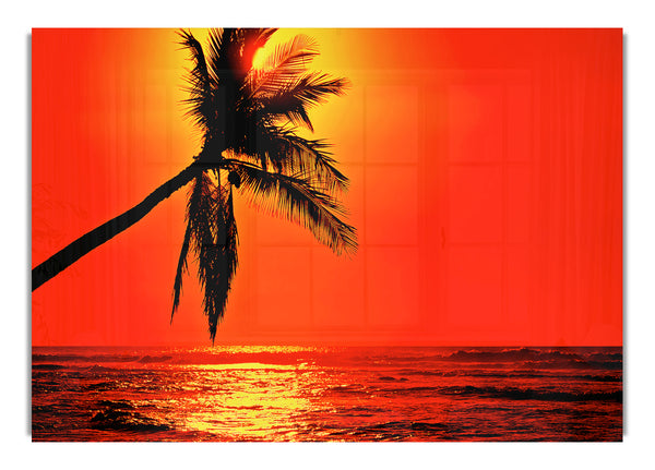 Palmtree Sunblaze