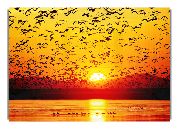 The Birds In The Golden Sunset