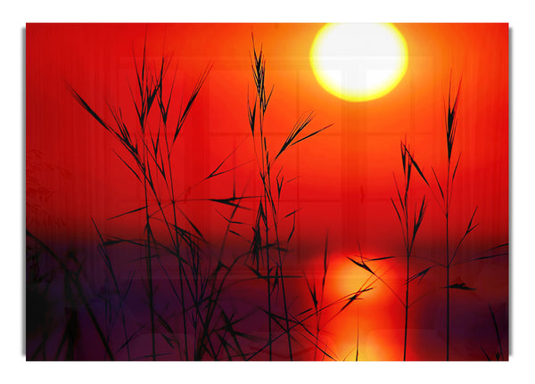 Sun Through The Red Reeds