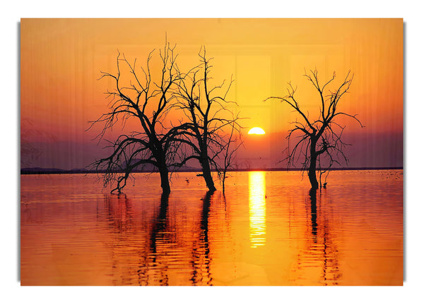 Trees In The Ocean