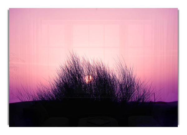 The Sun Reeds Pink