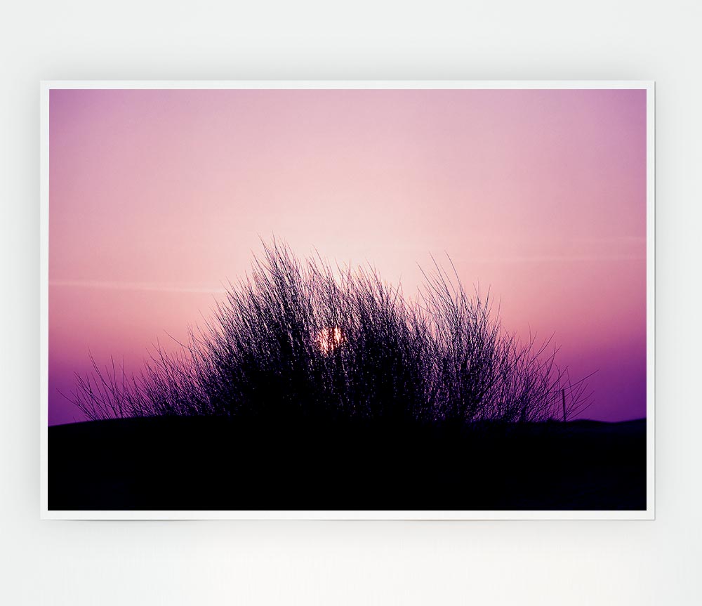 The Sun Reeds Pink Print Poster Wall Art