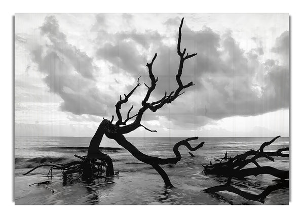 Ocean Driftwood B~w