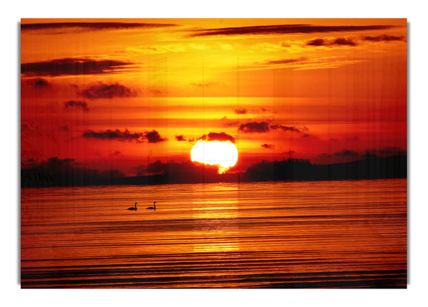 Swans On The Orange Ocean Reflection