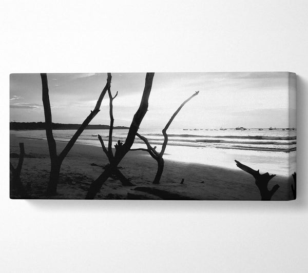 Driftwood Beach B n W