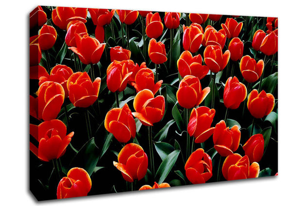 Picture of A Garden Of Red Tulips Canvas Print Wall Art