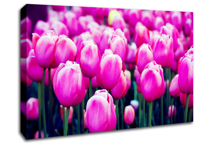 Picture of A Field Of Pink Tulips Canvas Print Wall Art