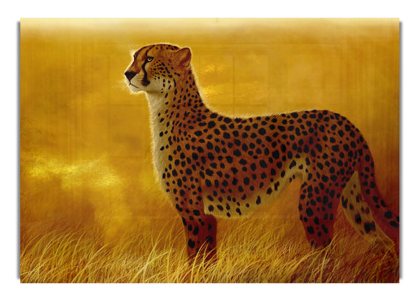 African Cheetah