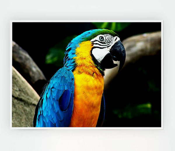 Amazing Parrot Print Poster Wall Art