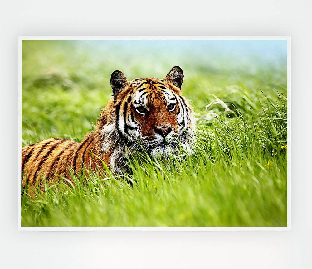 Amazing Siberian Tiger Print Poster Wall Art