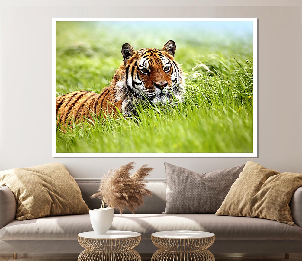 Amazing Siberian Tiger Print Poster Wall Art