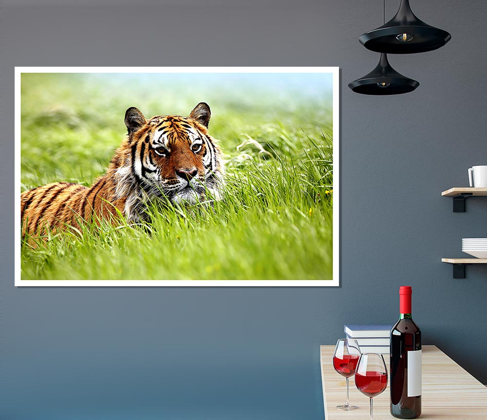 Amazing Siberian Tiger Print Poster Wall Art