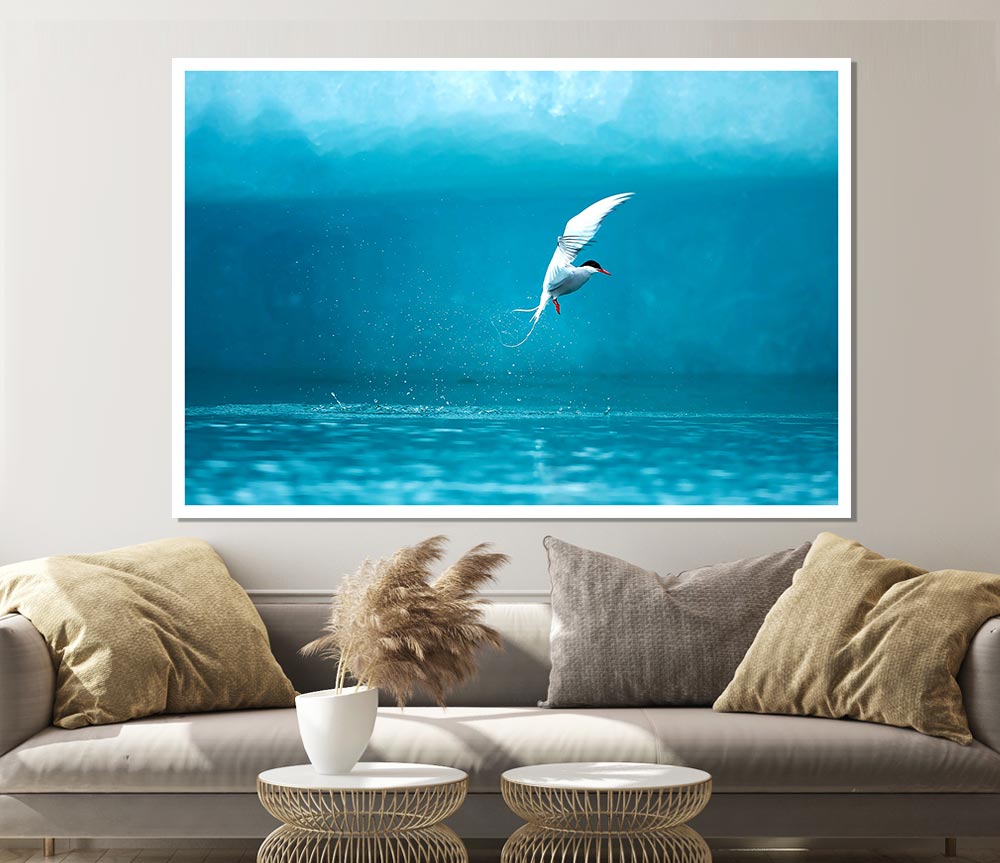 Arctic Tern Print Poster Wall Art