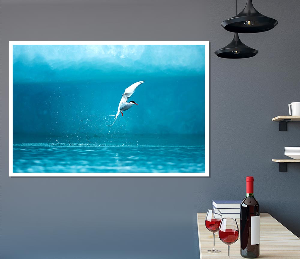 Arctic Tern Print Poster Wall Art