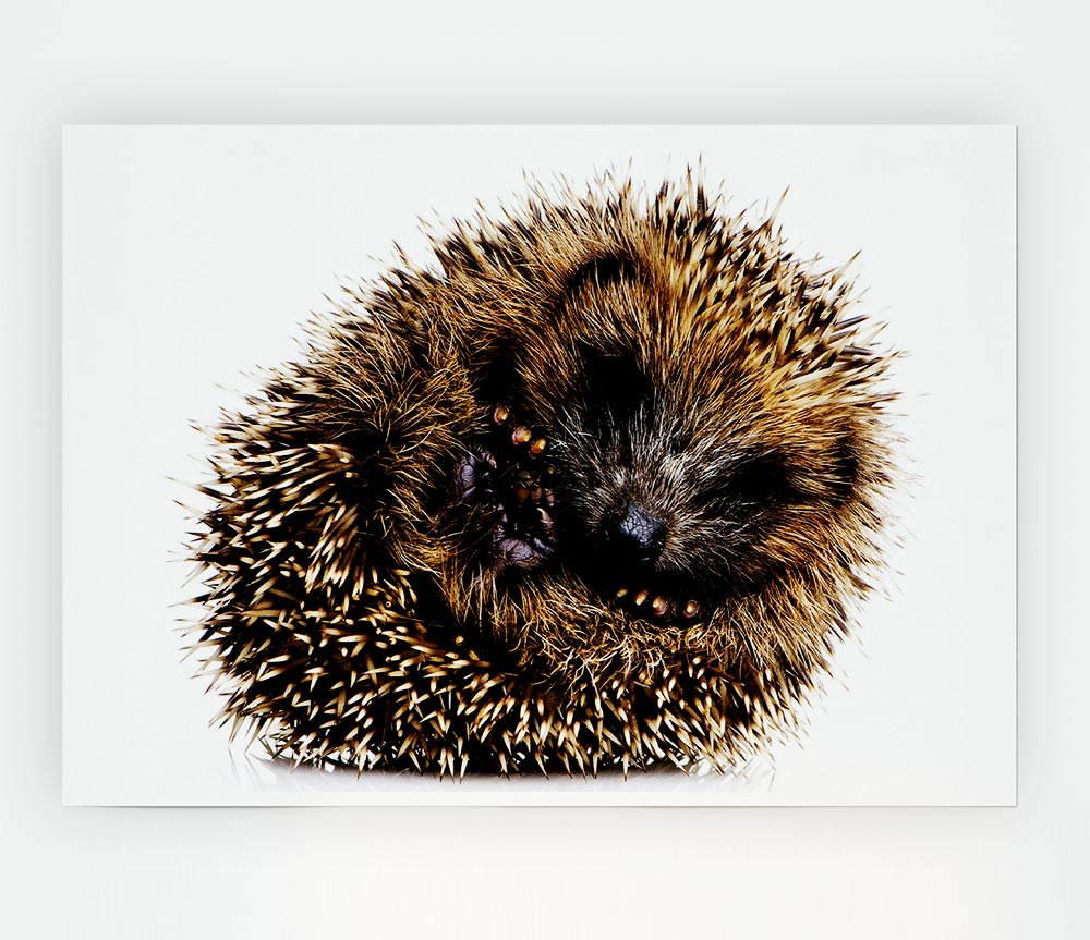 Baby Hedgehog Sleeping Print Poster Wall Art